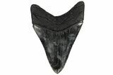 Serrated, 3.95" Fossil Megalodon Tooth - South Carolina - #131811-2